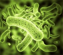 GCSE生物知識點整理：細(xì)菌
