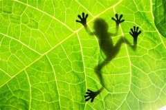 對(duì)于IGCSE生物課程學(xué)習(xí)，你該注意什么？